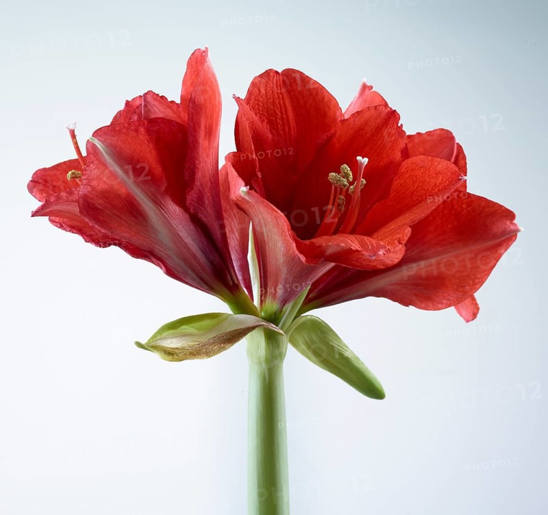 Amaryllis blossoms (Hippeastrum striatum)