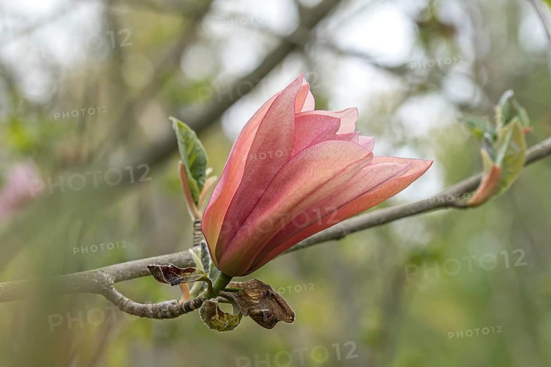 Magnolia (Magnolia 'Sunset Swirl'), Arboretum calf, Germany