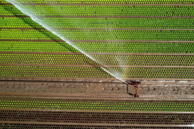 A field is artificially irrigated, water is sprayed onto the field via an irrigation system, field with different lettuce plants, in different stages of growth, North Rhine-Westphalia, Germany