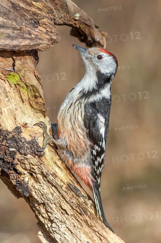 Middle spotted woodpecker (Dendrocoptes medius) on a branch in the forest. Bas-Rhin, Alsace, Grand Est, France