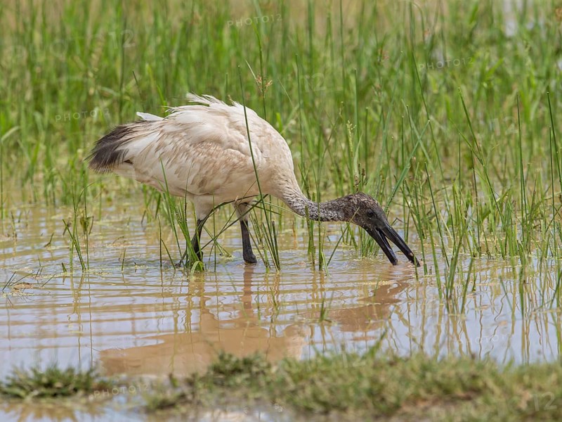 Black-headed Ibis (Threskiornis melanocephalus) foraging, Sri Lanka