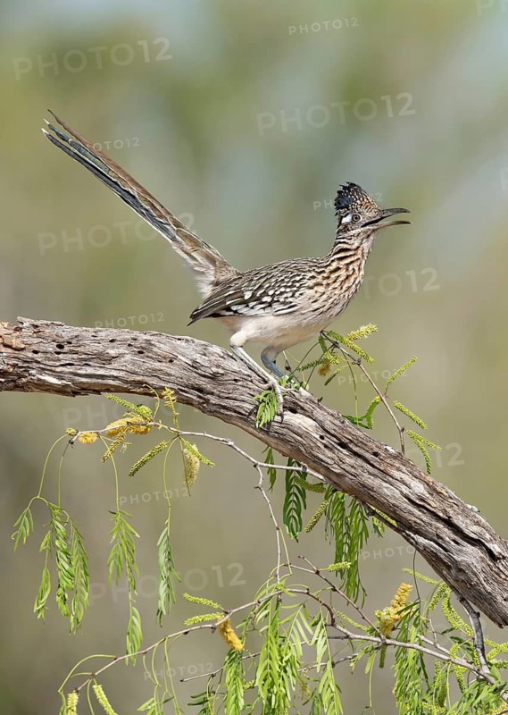 Greater Roadrunner (Geococcyx californianus), Arizona, USA