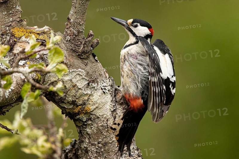 Great Spotted Woodpecker (Dendrocopos major) male, Smaland, Sweden