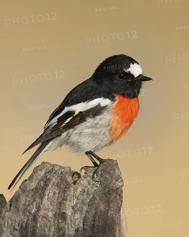 Scarlet Robin (Petroica boodang) male, Australian Capital Territory, Australia