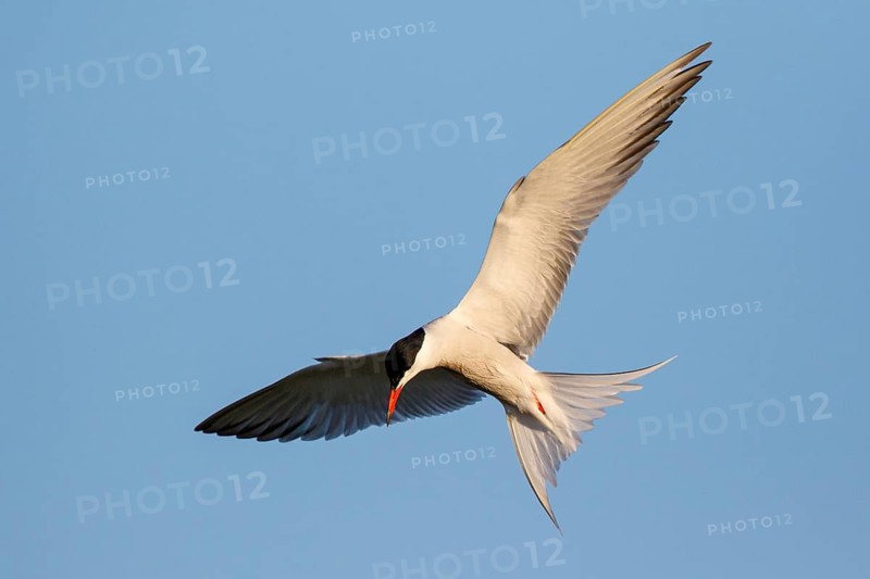Common Tern (Sterna hirundo) flying, Greece