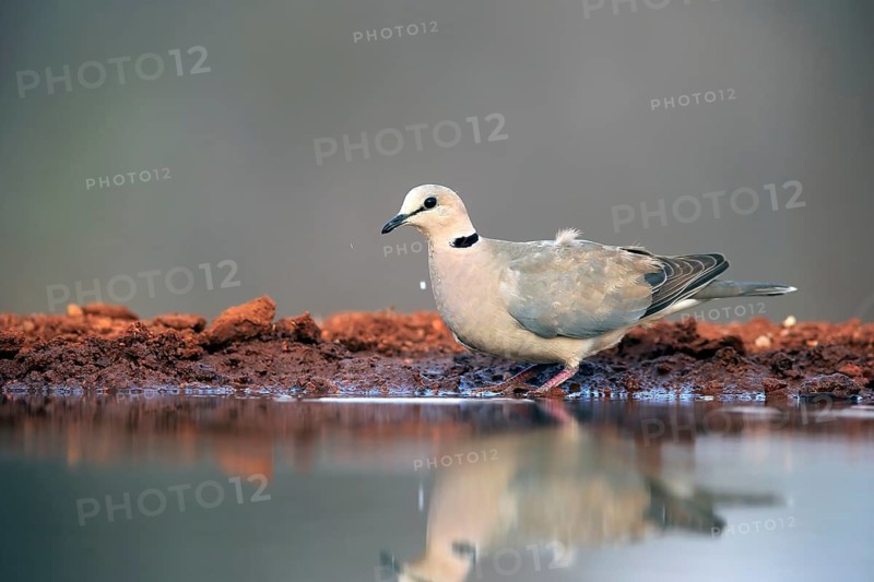 Coot Pigeon (Streptopelia capicola), Cape Pigeon, adult, at the water, Kruger National Park, Kruger National Park, Krugerpark, South Africa