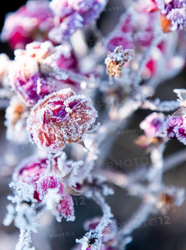 Frozen pink flowers covered with ice crystals in the cold winter world