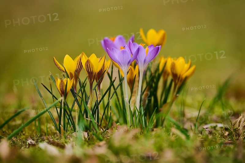 Spring Crocus or Giant Crocus (Crocus cultivars) flowering colourful in spring on a meadow, Bavaria, Germany
