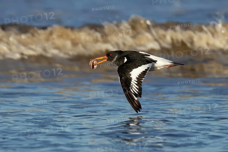 Eurasian Oystercatcher (Haematopus ostralegus) adult wading bird in flight over a coast shoreline with a shell in its beak, England, United Kingdom