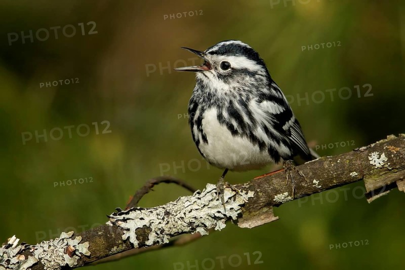 Black-and-White Warbler (Mniotilta varia) perched on a branch in Ontario, Canada
