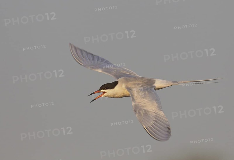 Forster's Tern (Sterna forsteri) flying, North Dakota, USA