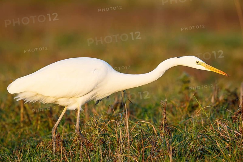Great Egret (Ardea alba) foraging, North Rhine-Westphalia, Germany