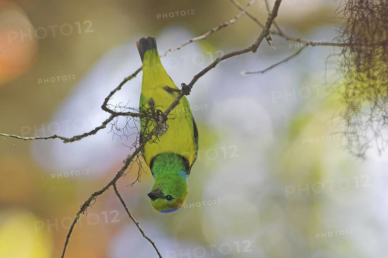 Golden-browed Chlorophonia (Chlorophonia callophrys), Costa Rica
