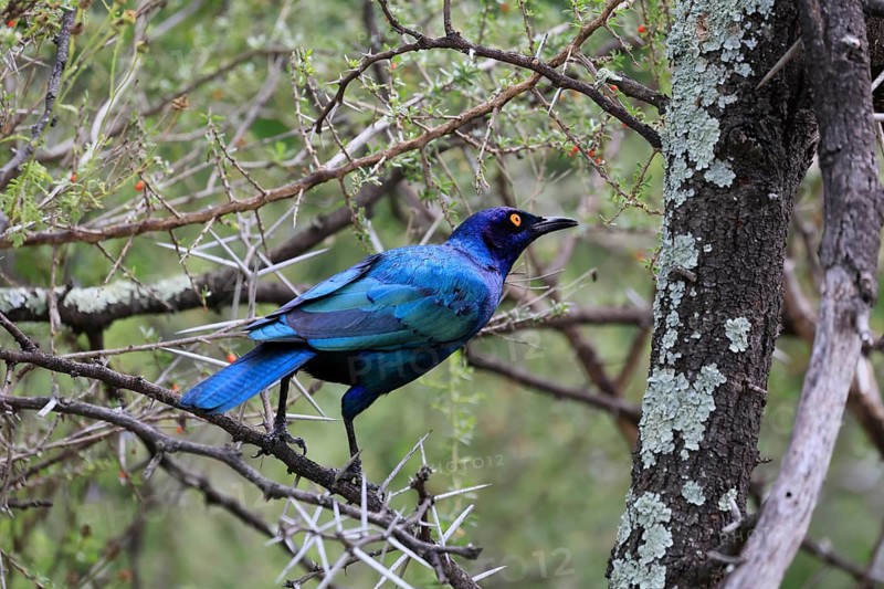 Red-shouldered Glossy Starling (Lamprotornis nitens), adult, on shrub, alert, Mountain Zebra National Park, South Africa