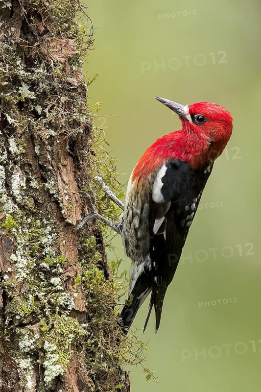 Red-breasted Sapsucker (Sphyrapicus ruber) perched on a branch in Victoria, BC, Canada