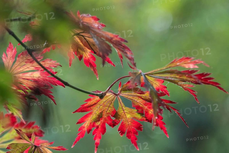 Adenhut leaf maple (Acer japonicum aconitifolium), autumn leaves, Emsland, Lower Saxony, Germany