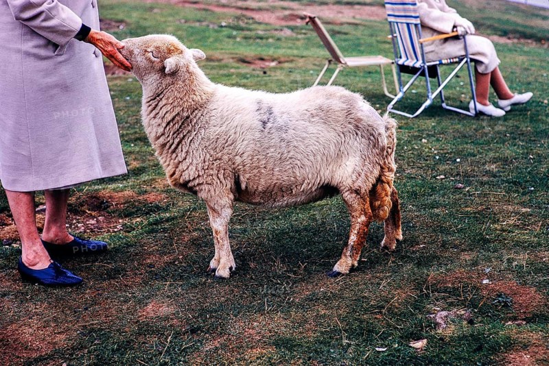 Frau streichelt Schafe, Great Orme, Llandudno, Nordwales, UK 7. September 1969