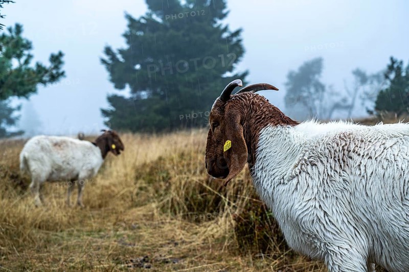 The high heath on the Kahler Asten, mountain in the Sauerland, in autumn fog, herd of cattle, sheep, goats, Winterberg, North Rhine-Westphalia, Germany