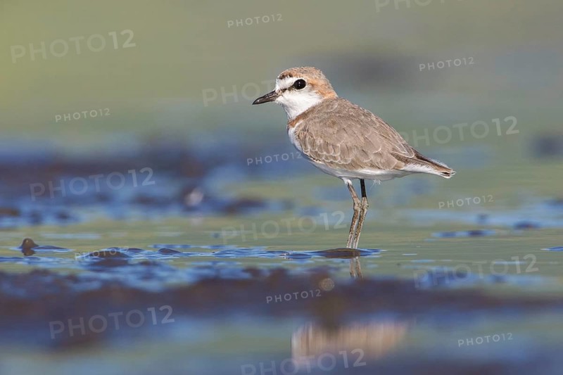 Chestnut-banded Plover (Charadrius pallidus) foraging in the mud, Lake Natron, Tanzania