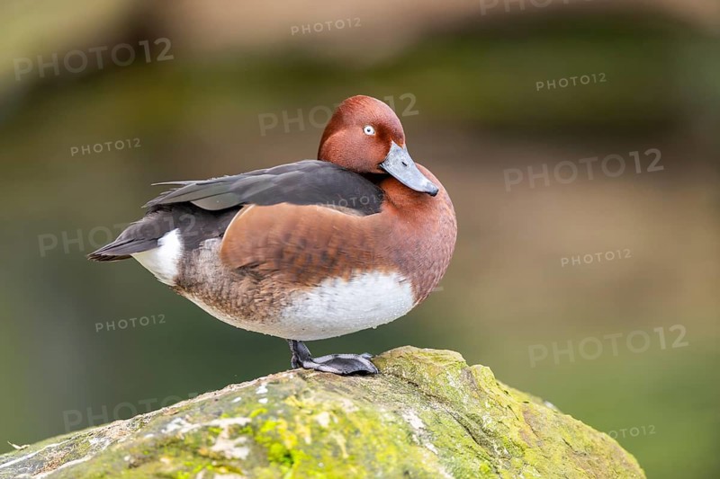 Ferruginous duck (Aythya nyroca) standing on a rock, Bavaria, Germany