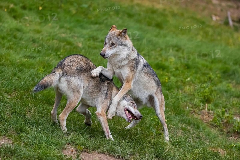 Two adult male eurasian gray wolves (Canis lupus lupus), social behaviour, dominance