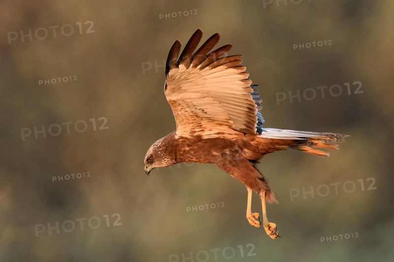 Western Marsh Harrier (Circus aeruginosus) female flying, Netherlands