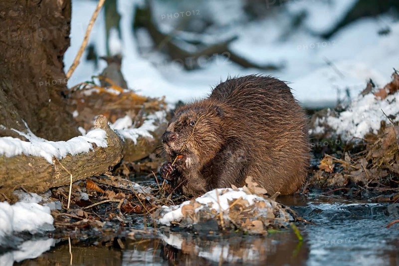 European Beaver (Castor fiber), Saxony-Anhalt, Germany