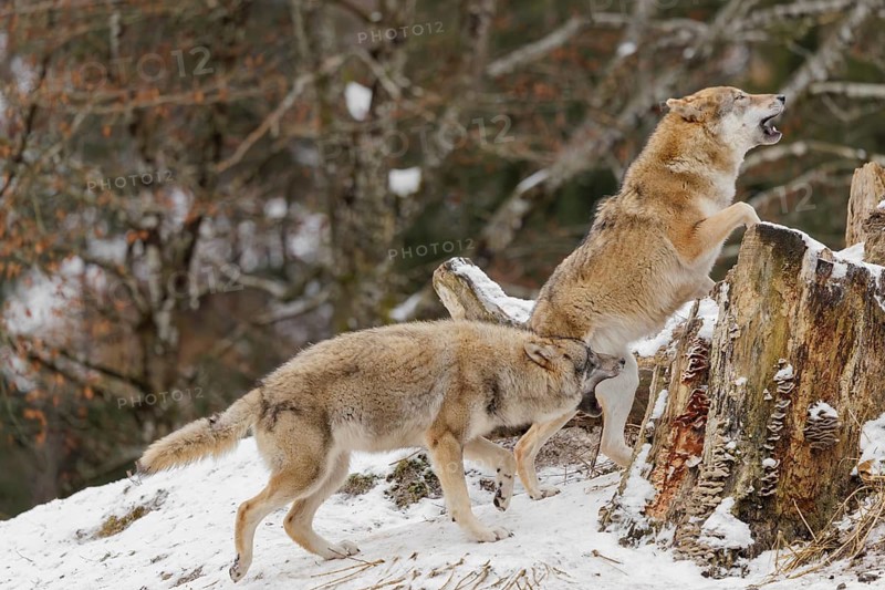 A young grey she-wolf (Canis lupus lupus) plays with her mother in a snow-covered meadow on a cold, cloudy day