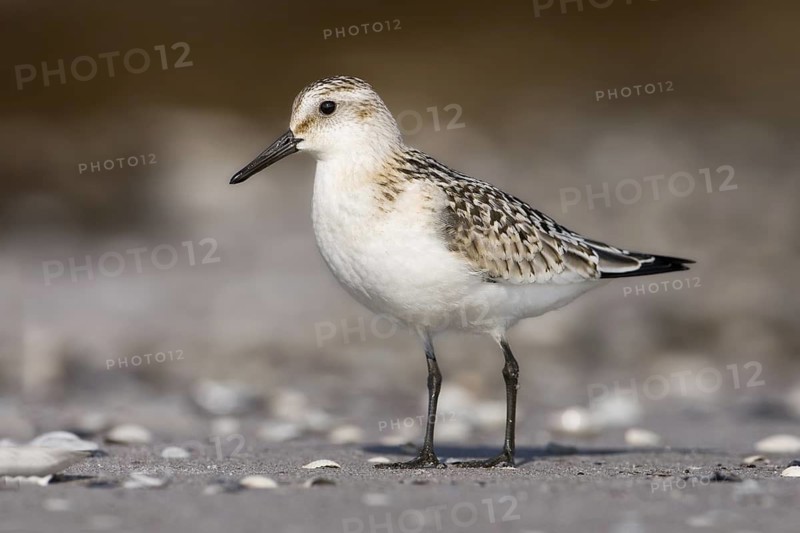 Sanderling (Calidris alba), Mecklenburg-Western Pomerania, Germany