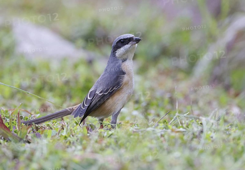 Grey-backed Shrike (Lanius tephronotus), Thailand