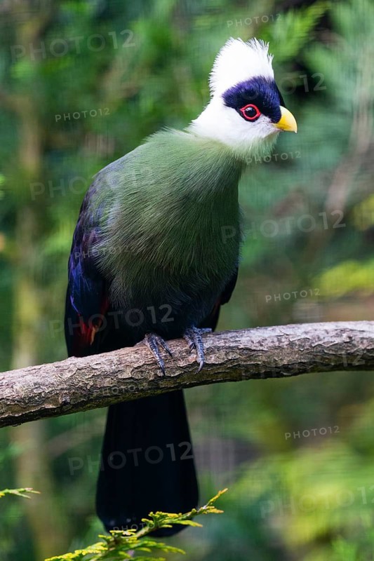 White-crested Turaco (Tauraco leucolophus), adult bird perched on a branch, native to African eastern Nigeria and western Kenya, captive, Germany