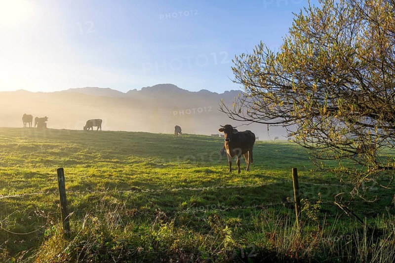 Cows grazing on a pasture in the morning light with mountains in the background, near Füssen, Ostallgäu, Bavaria, Germany