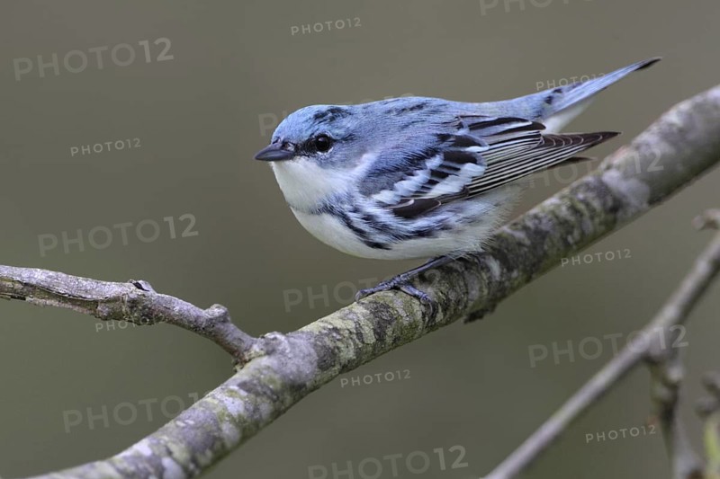Cerulean Warbler (Setophaga cerulea), West Virginia, USA