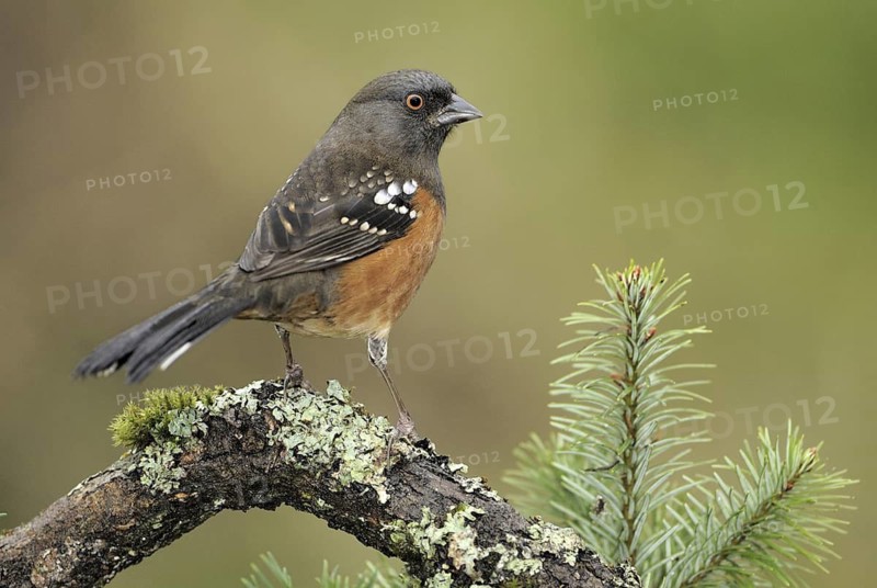 Spotted Towhee (Pipilo maculatus), British Columbia, Canada