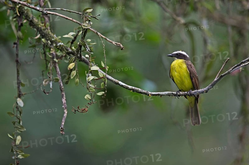 Rusty-margined Flycatcher (Myiozetetes cayanensis hellmayri) perched on a branch, Antioquia, Colombia