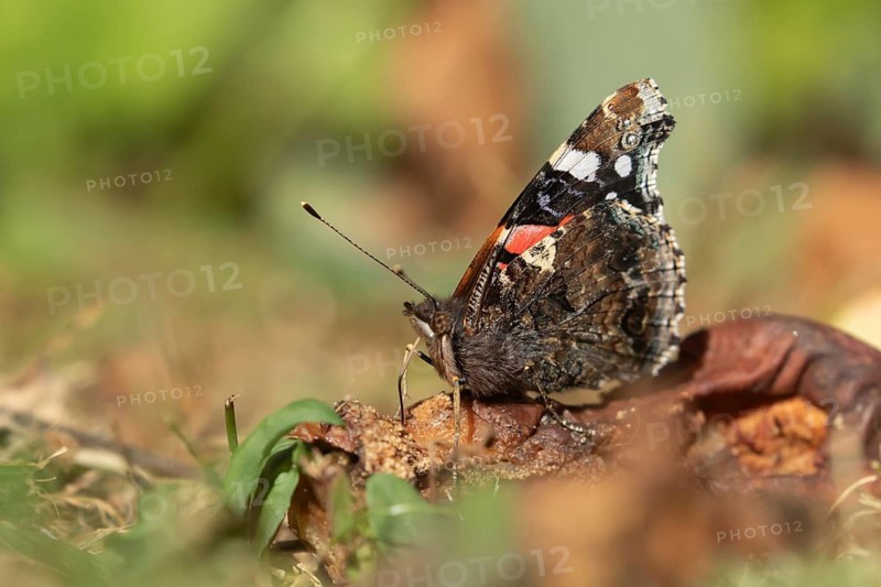 Red admiral butterfly (Vanessa atalanta) adult insect feeding on fallen fruit in a garden in summer, England, United Kingdom