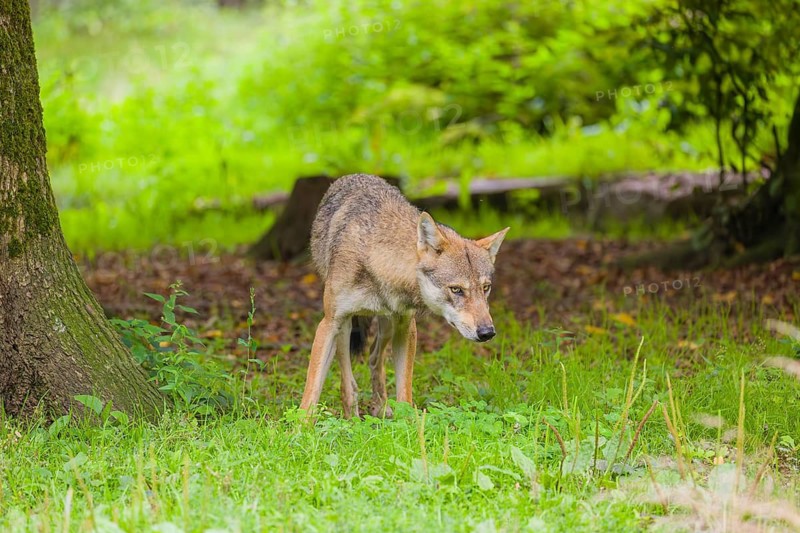 An adult male eurasian gray wolf (Canis lupus lupus) stands at the edge of the forest and watches something