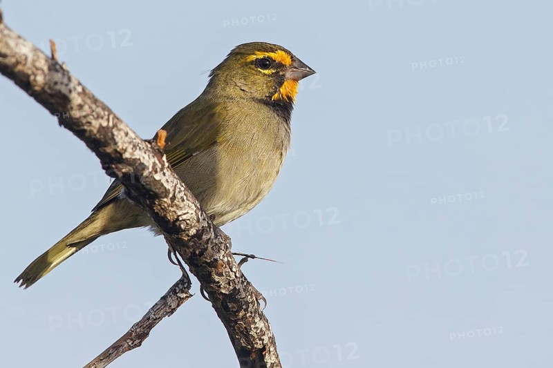 Yellow-faced Grassquit (Tiaris olivaceus) perched on a branch in Cuba