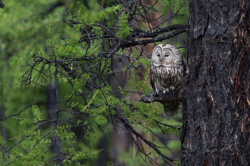 Ural Owl (Strix uralensis yenisseensis) perched in tree, Lake Khuvsgul, Mongolia