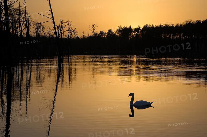 Mute swan (Cygnus olor), at sunset, small in the picture, subsidence area, Bottrop, Ruhr area, North Rhine-Westphalia, Germany