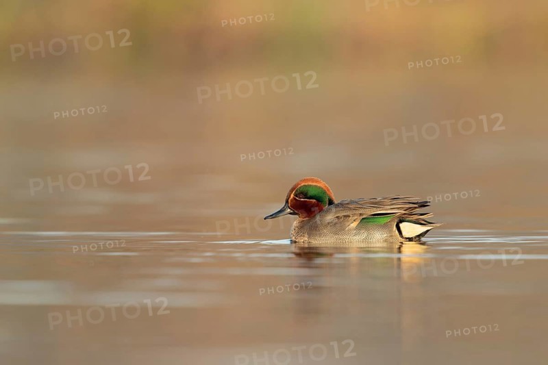 Eurasian Teal (Anas crecca) male, Utrecht, Netherlands