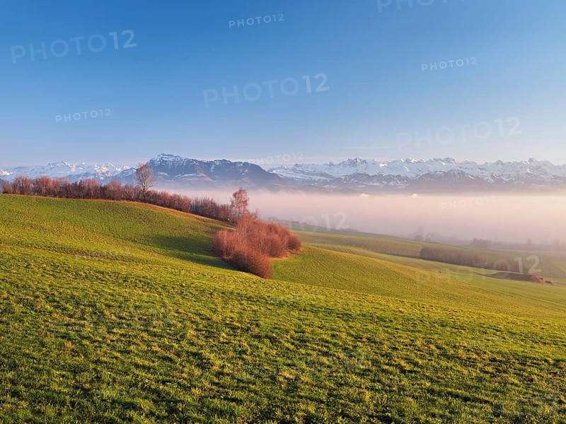 Field landscape with hedges in the background above the sea of fog the Rigi and the snow-covered Alps, Hohenrain, Canton Lucerne, Switzerland
