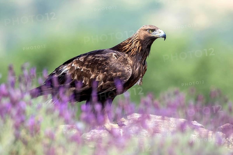 Golden Eagle (Aquila chrysaetos) amongst flowers, Madrid, Spain