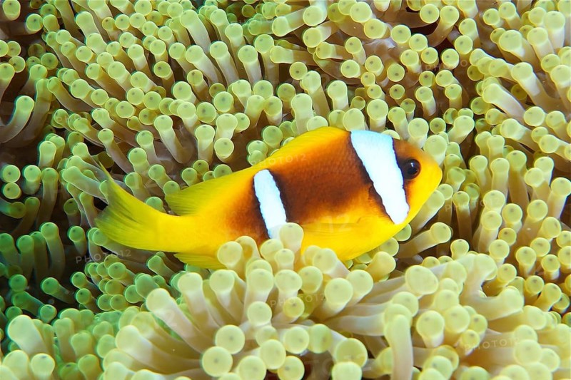 Red sea anemonefish (Amphiprion bicinctus)