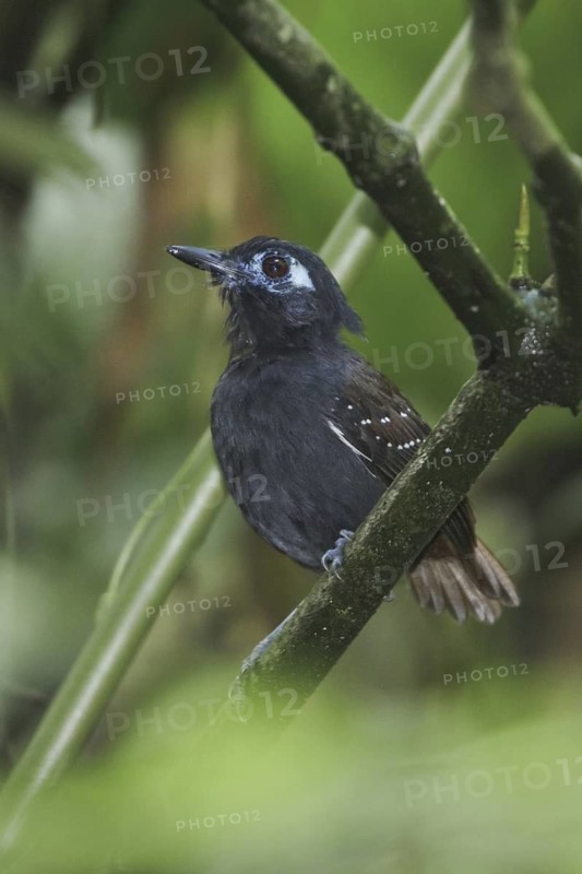 Chestnut-backed Antbird (Myrmeciza exsul), Ecuador