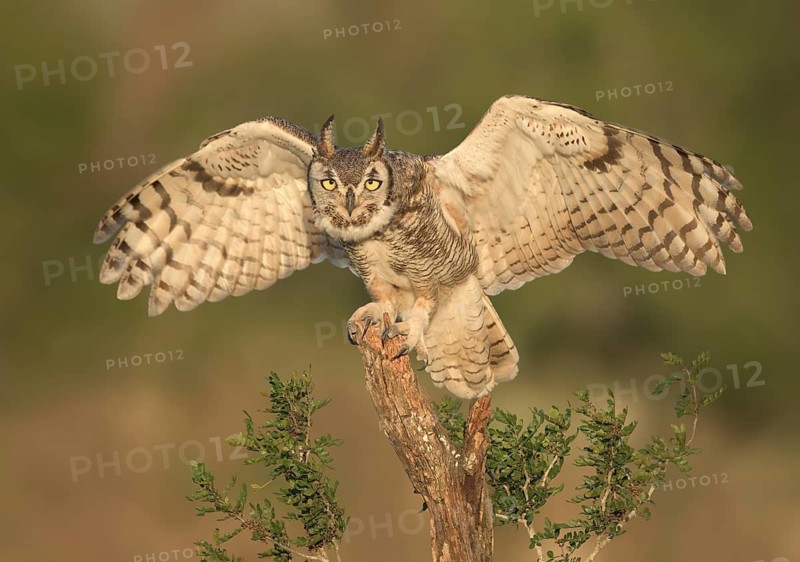 Great Horned Owl (Bubo virginianus) perched on a branch, Texas, USA