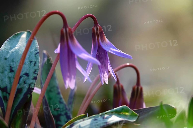 Dog's Fawn Lily, March, Germany
