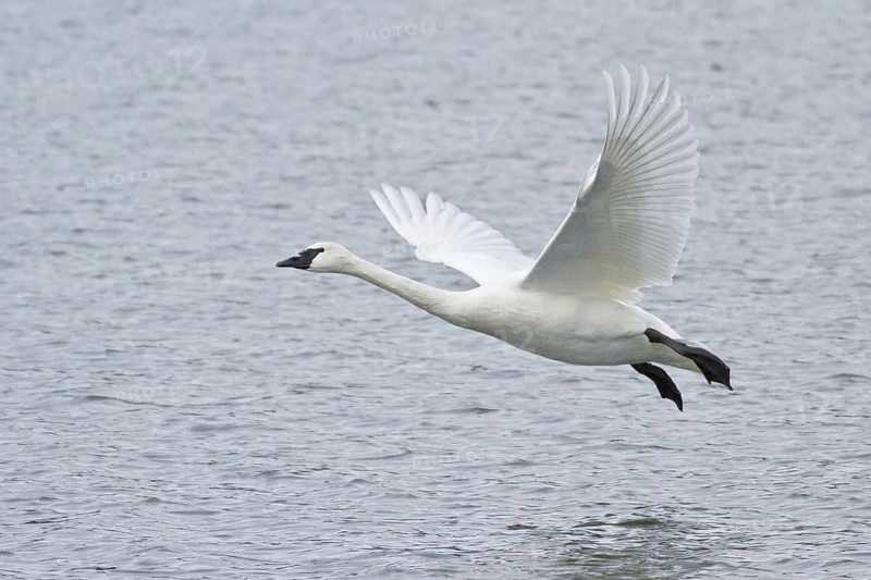 Trumpeter Swan (Cygnus buccinator), British Columbia, Canada