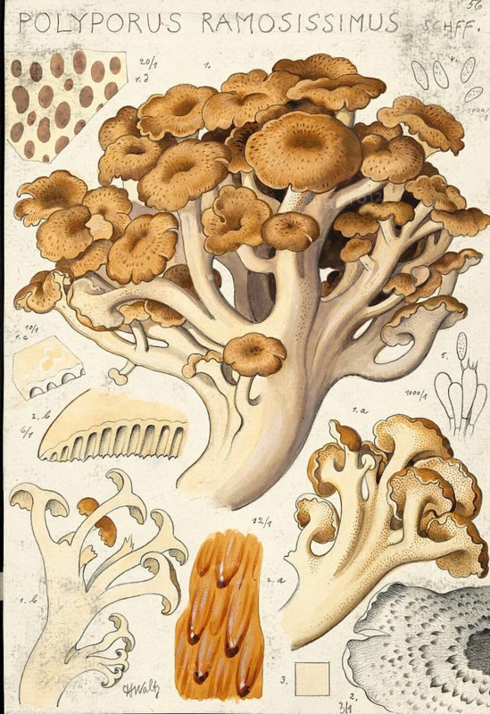 Mushroom, fungi, Polyporus umbellatus, the squirrel, authentic reproduction of an illustration by Hans Walty (1868-1948) from about 1915, historical