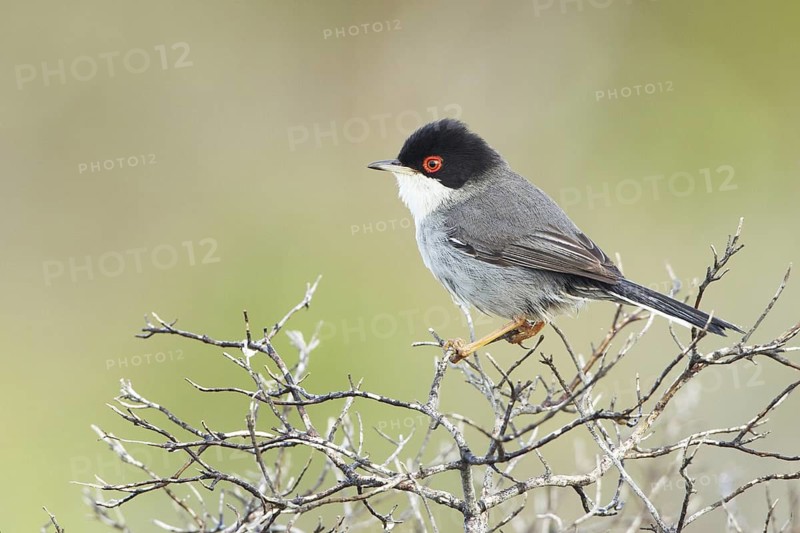 Sardinian Warbler (Sylvia melanocephala) male, Mallorca, Spain